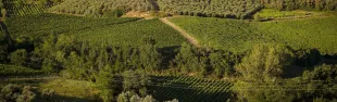 foto chianti