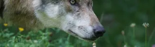 lupo
