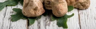 foto tartufo