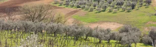 oliveta a tavarnelle