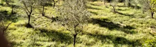 immagine Camminata tra gli ulivi