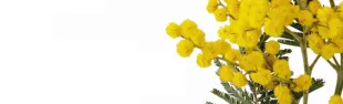 mimosa