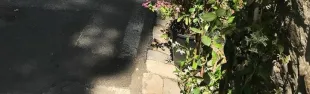 immagine Barberino in fiore