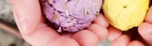 bombe di semi