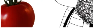 Immagine Sogni d'oro pomodoro