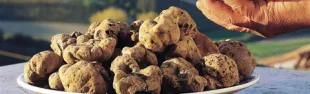 immagine tartufo bianco