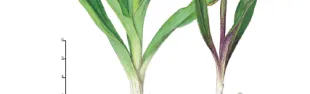 immagine disegno orchidee selvatiche