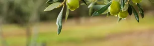 camminata tra li olivi 2024_banner