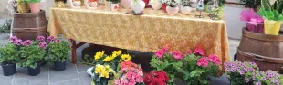 Barberino in fiore