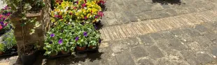 Barberino in fiore
