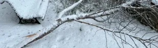 Rami caduti causa neve