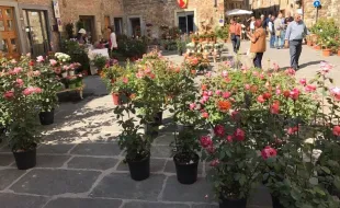 immagine Barberino in fiore_4