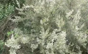 Erica arborea