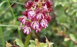 Orchidea selvatica