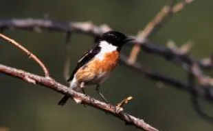 Saltimpalo