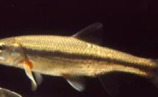 Pesce Vairone