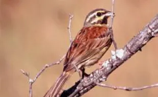 Zigolo