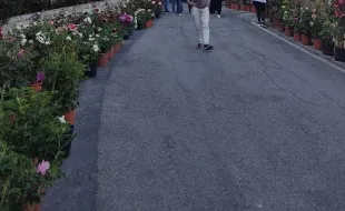 Barberino in fiore