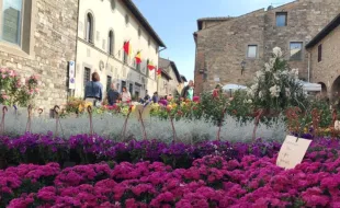 Barberino in fiore
