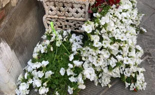 Barberino in fiore