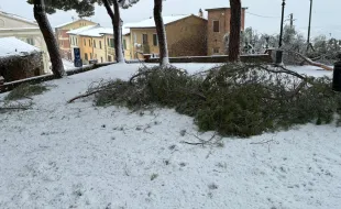 Rami caduti causa neve