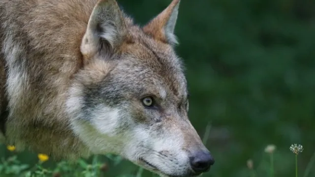 lupo