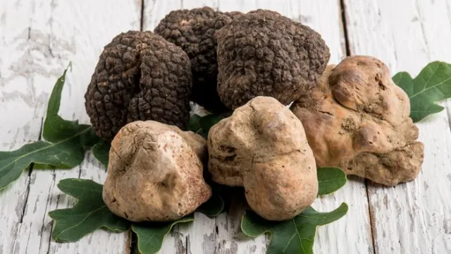 foto tartufo