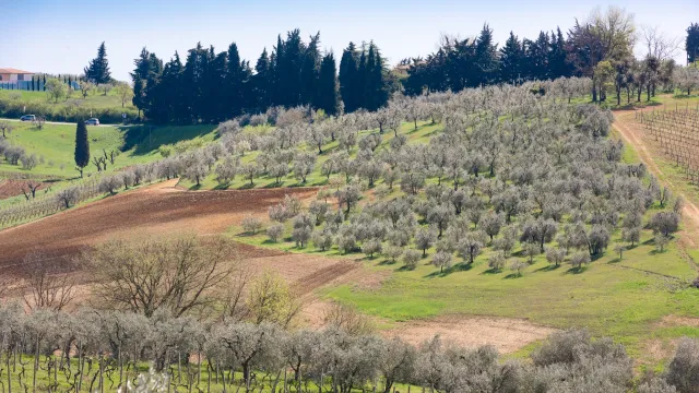 oliveta a tavarnelle