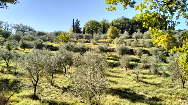 immagine Camminata tra gli ulivi