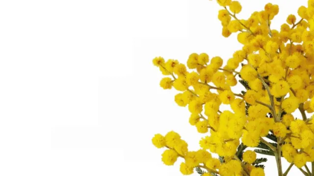 mimosa