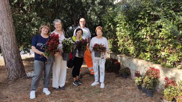 immagine begonie a cittadini San Donato in Poggio