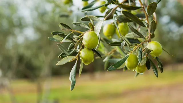 immagine Camminata tra gli olivi 2023