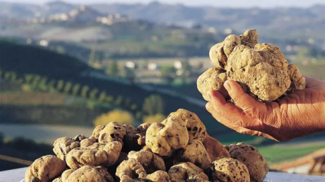 immagine tartufo bianco
