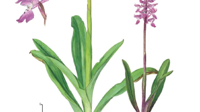immagine disegno orchidee selvatiche