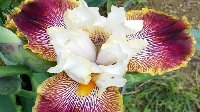 Iris