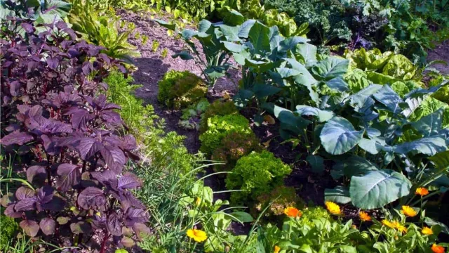 Orti urbani nuovo bando_banner