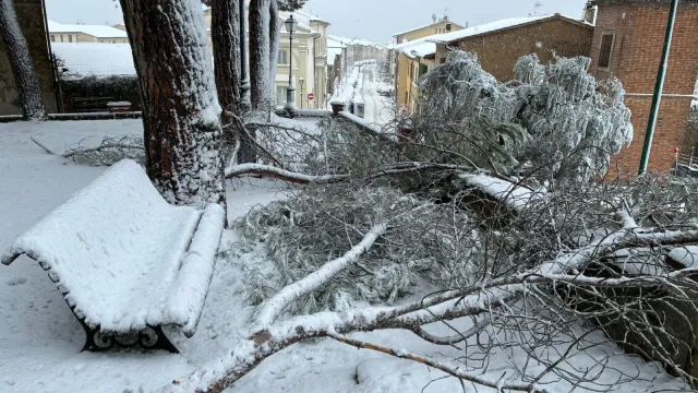 Rami caduti causa neve