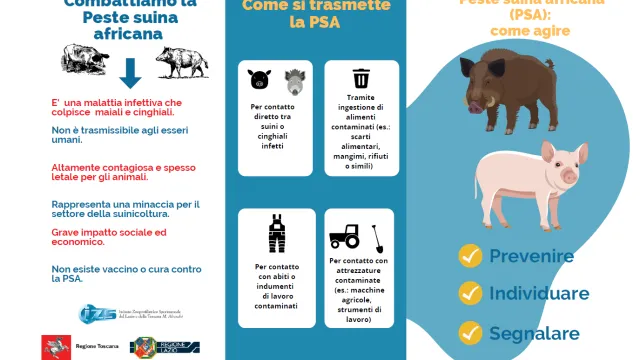 Peste suina africana